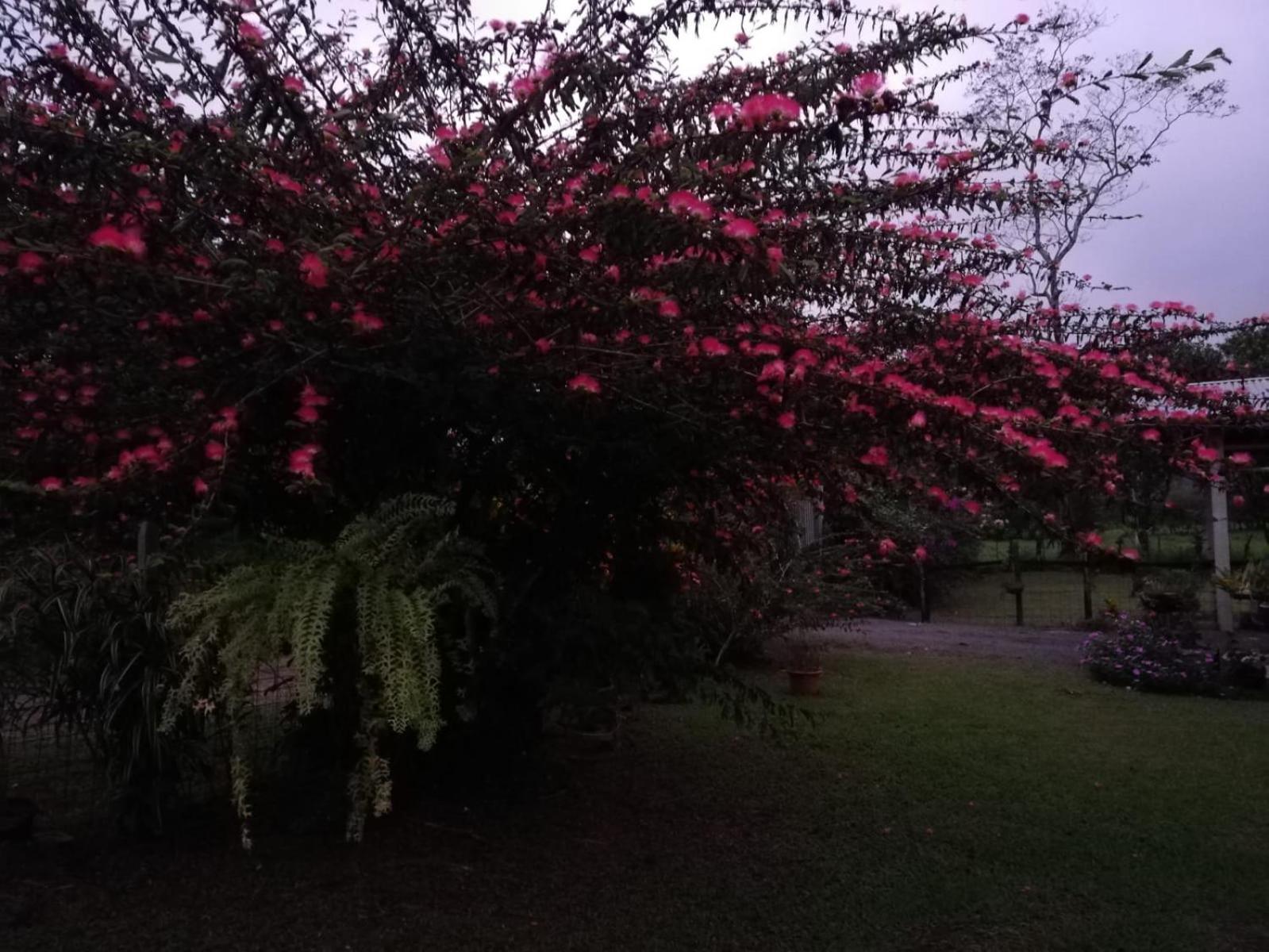 Paraiso Verde Siqurres Da Alegria ภายนอก รูปภาพ