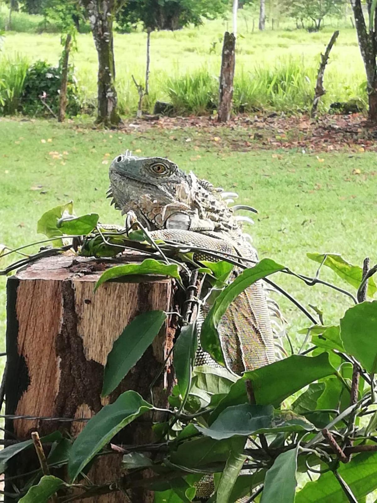 Paraiso Verde Siqurres Da Alegria ภายนอก รูปภาพ