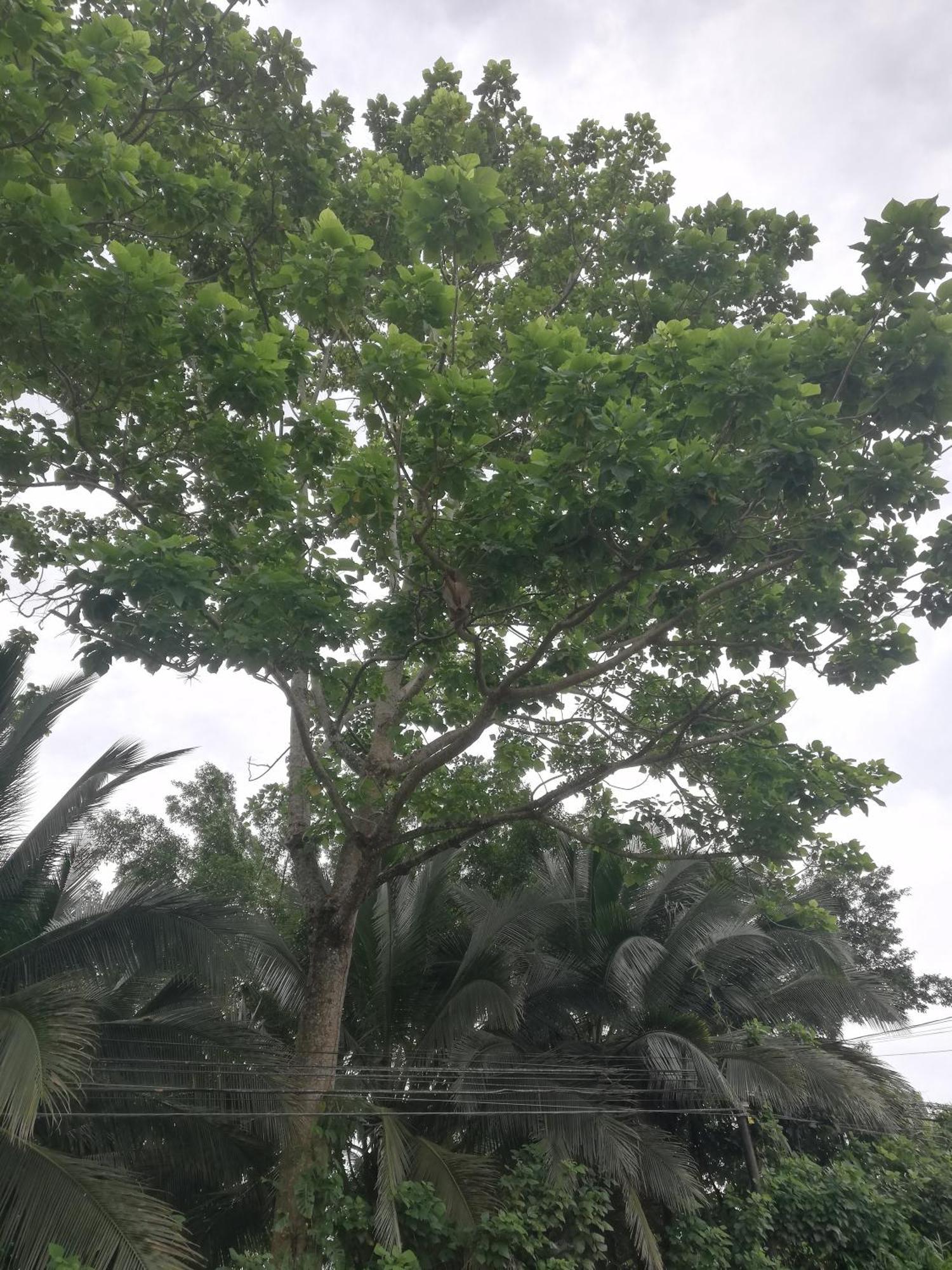 Paraiso Verde Siqurres Da Alegria ภายนอก รูปภาพ