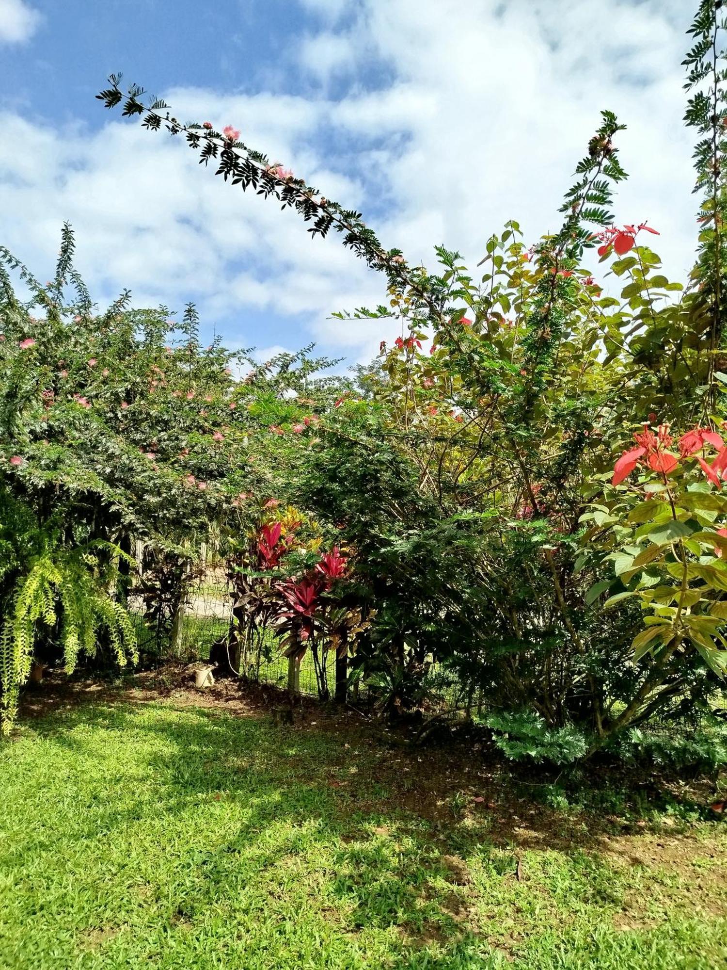 Paraiso Verde Siqurres Da Alegria ห้อง รูปภาพ